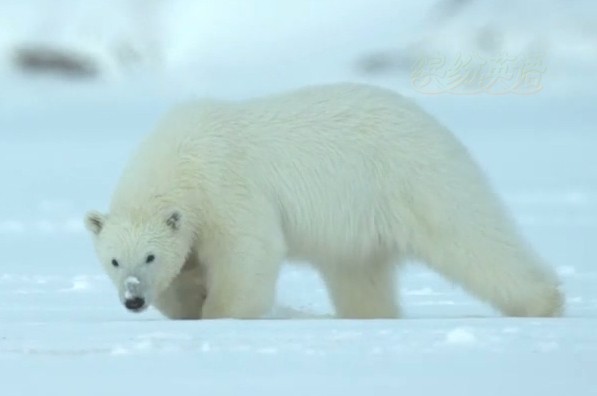 北极熊/虎/大熊猫这几种动物濒临灭绝简直活该
