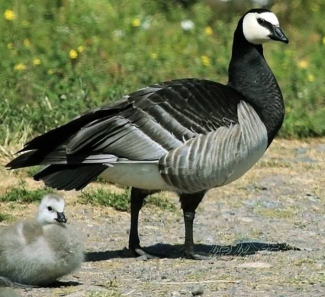 出生2天跳百米高崖的白颊黑雁barnacle goose
